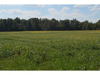 Property photo 9 - LAND AUCTION - 99+/- Acres offered in 4 Tracts or Combinations in Allen County
